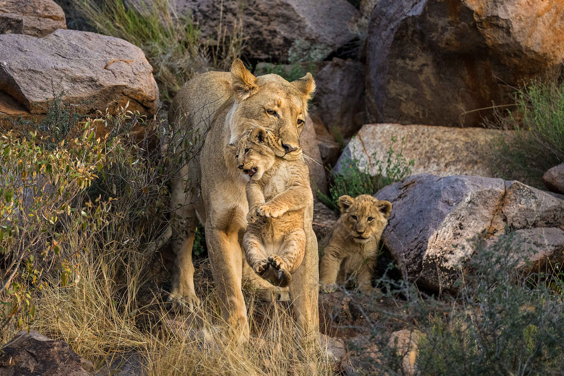 The Motse Tswalu: Löwen