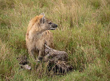 Entim Masai Mara: Hyäne