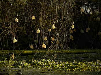 Ingwe Pan Camp: Webervogelkolonie Ingwe Pan Camp: Webervogelkolonie
