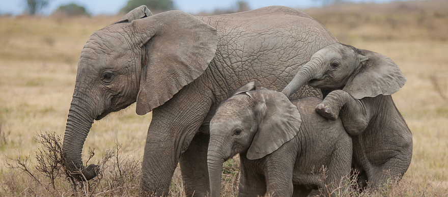 Kariega Settlers Drift Lodge: Elefanten beim Spielen Kariega Settlers Drift Lodge: Elefanten beim Spielen