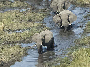 Linyanti Ebony: Elefanten in einem Kanal Linyanti Ebony: Elefanten in einem Kanal
