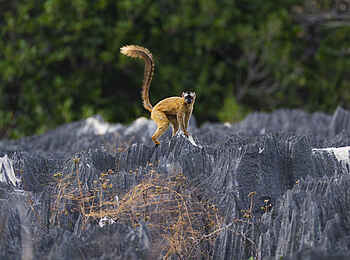 Namoroka Tsingy Camp: Lemur auf Tsingy