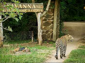 Savanna Lodge: Special Guest Savanna Lodge: Special Guest