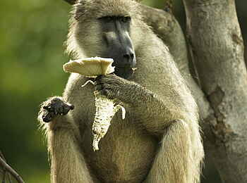 Selinda Camp: Pavian