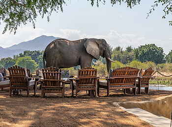 Time + Tide Chongwe: Elefanten aus der Nähe