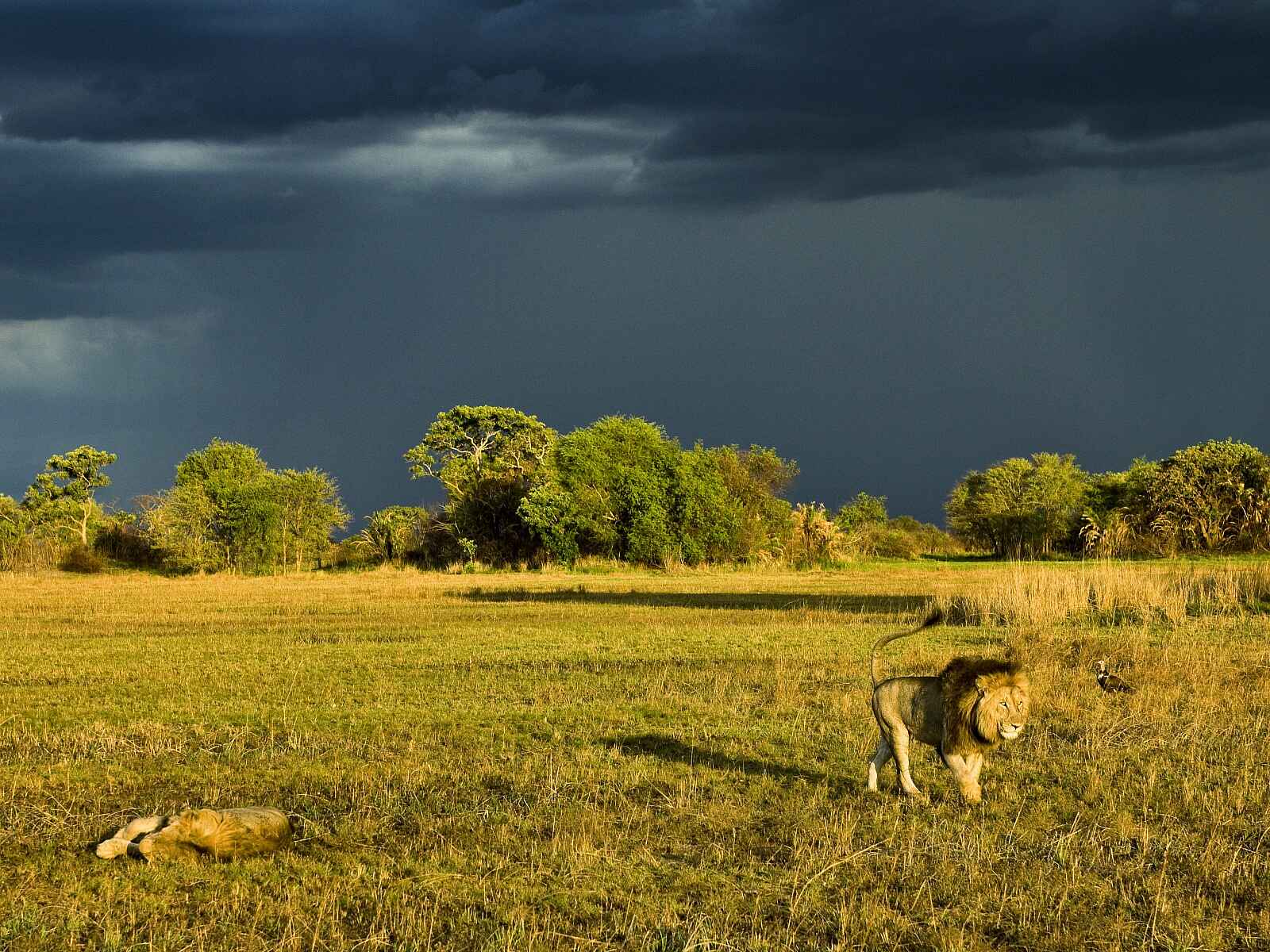Busanga Bush Camp: Löwen und aufziehendes Gewitter Busanga Bush Camp: Löwen und aufziehendes Gewitter