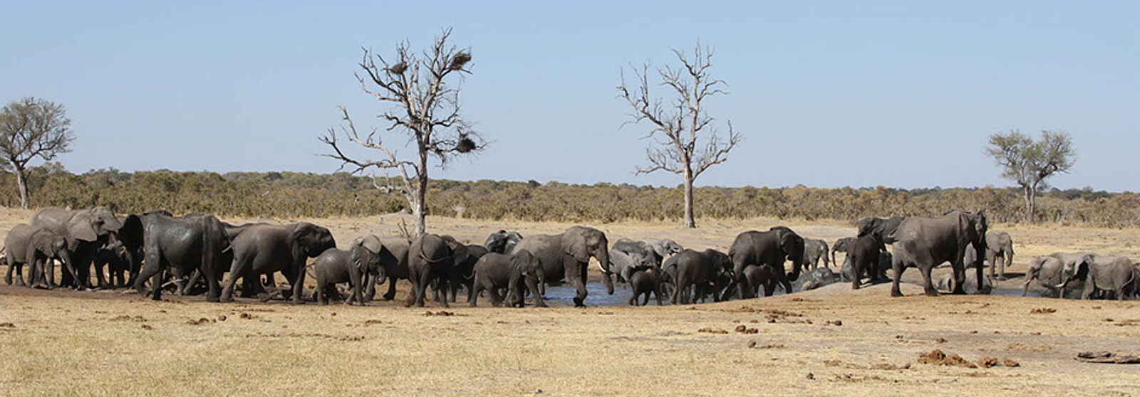 Camelthorn Lodge: Elefantenherde an der Secheche Pan Camelthorn Lodge: Elefantenherde an der Secheche Pan