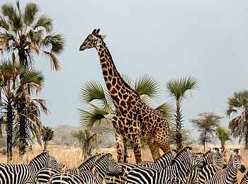 Chem Chem Lodge: Zebras und Giraffe Chem Chem Lodge: Zebras und Giraffe