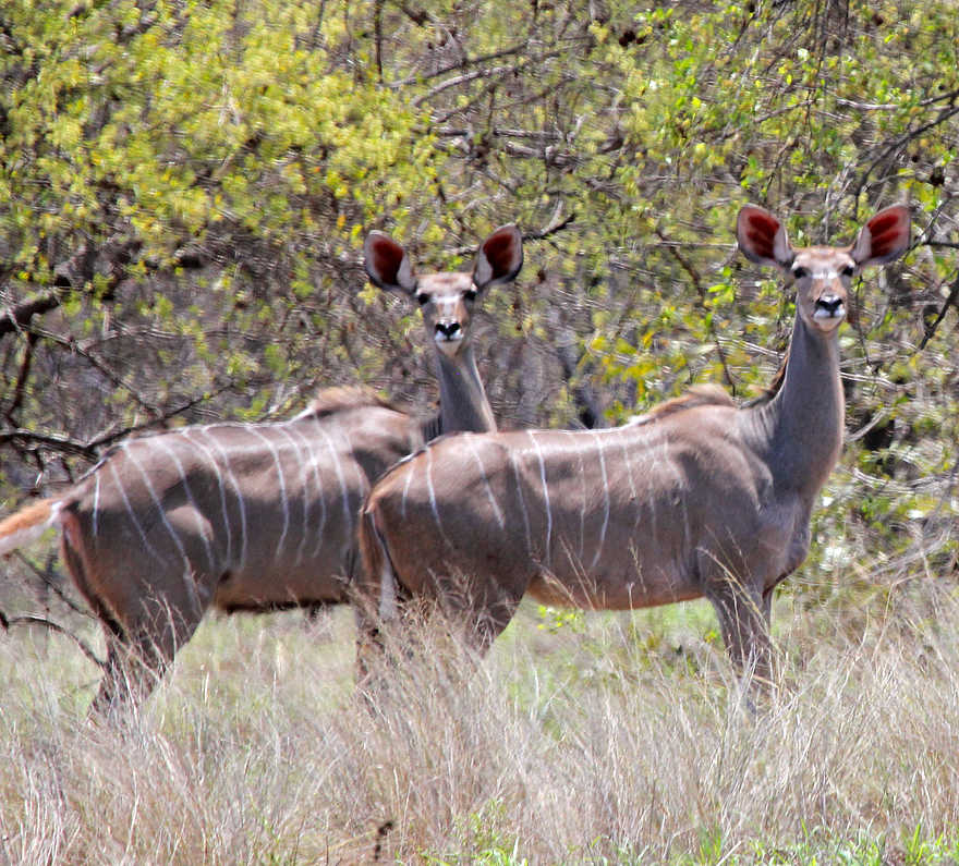 Chilo Gorge Safari Lodge: Kuduweibchen Chilo Gorge Safari Lodge: Kuduweibchen