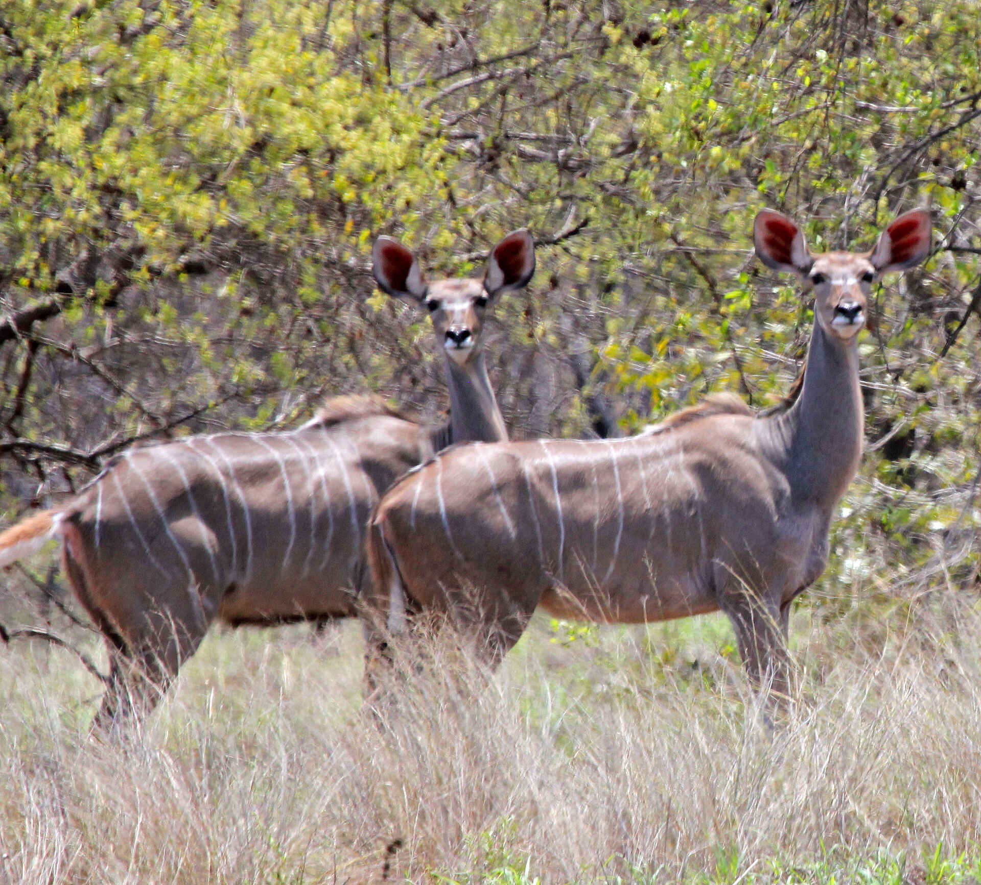 Chilo Gorge Safari Lodge: Kuduweibchen