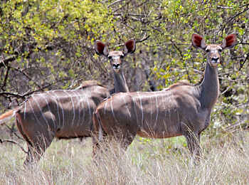 Chilo Gorge Safari Lodge: Kuduweibchen Chilo Gorge Safari Lodge: Kuduweibchen