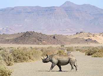 Doro Nawas Camp: Spitzmaulnashorn