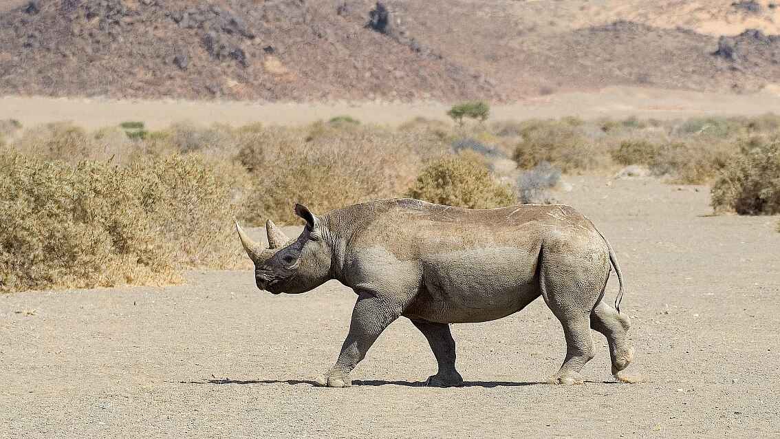 Doro Nawas Camp: Spitzmaulnashorn Doro Nawas Camp: Spitzmaulnashorn