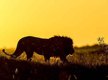 Duba Explorers Camp: Ein Löwe im Abendlicht