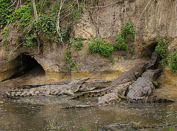 Katuma Bush Lodge: Eine Gruppe Krokodile zieht sich in eine Höhle zurück