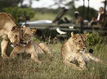 Klein's Camp: Kuschelnde Löwen