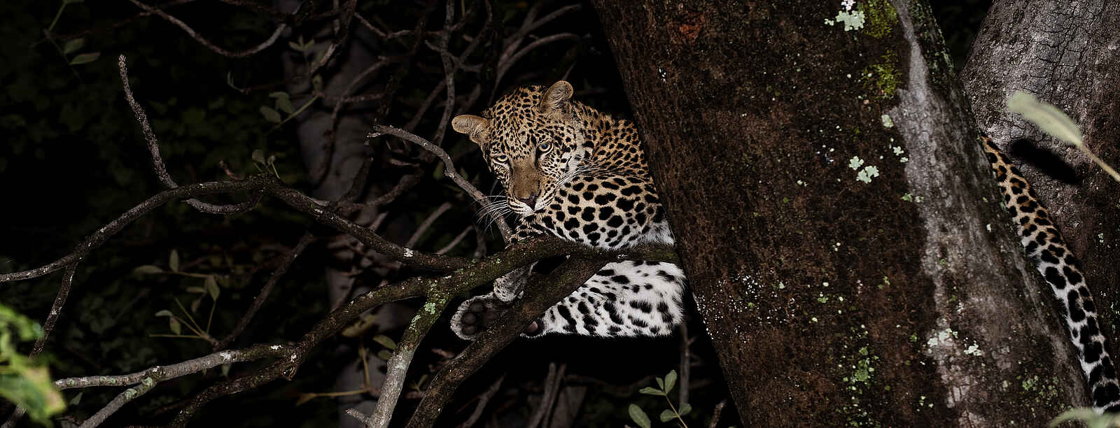 Kwara Camp: Nächtliche Leopardenbeobachtung Kwara Camp: Nächtliche Leopardenbeobachtung