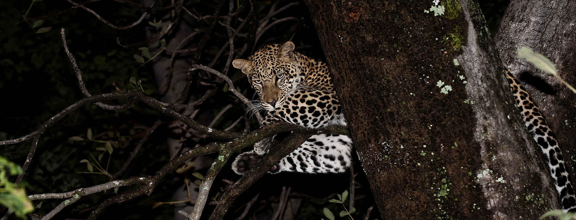 Kwara Camp: Nächtliche Leopardenbeobachtung Kwara Camp: Nächtliche Leopardenbeobachtung