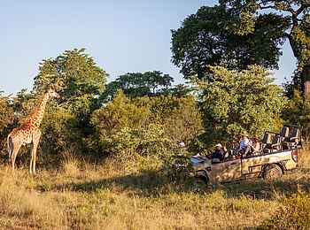 Leopard Hills: Giraffe