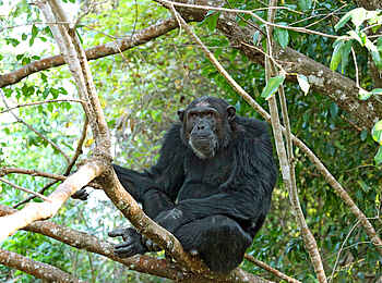 Mbali Mbali Mahale Lodge: Männchen im Baum