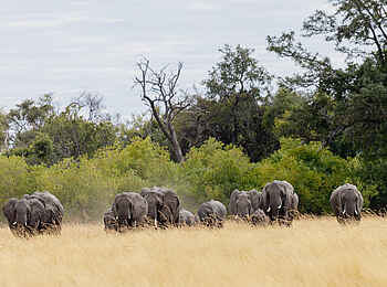 Mbamba: Eine Elefantenherde Mbamba: Eine Elefantenherde