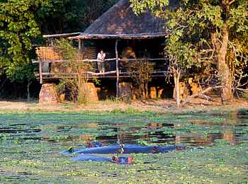 Mfuwe Lodge: Nilpferde vor einem Gästechalet
