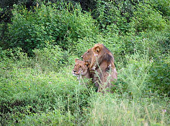 Muchenje Safari Lodge: Löwenpärchen im Gras
