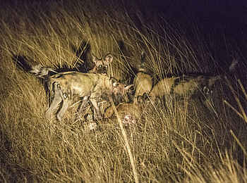Mukambi Fig Tree Bush Camp: Ein Rudel Wildhunde bei Nacht