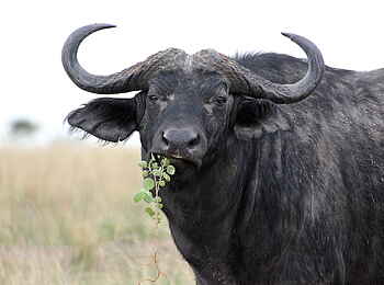 Murchison Falls National Park: Büffel Murchison Falls National Park: Büffel