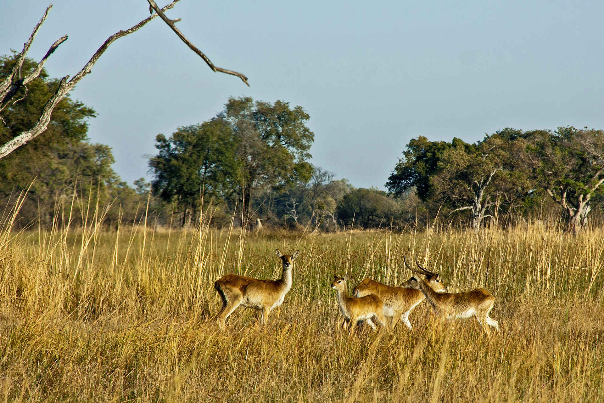 Oddball's Enclave Camp, Footsteps in Africa, Lodges of Botswana, Moremi Game Reserve, NG 27B, Okavango-Delta, Rote Moorantilope, Aktivitäten, Game Walk, Afrikarma, Afrikarma Safaris, Afrikarma Safaris - Wildnis. Hautnah., Afrikarma.de