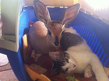 Okutala Lodge: Katze und Klippspringer Okutala Lodge: Katze und Klippspringer