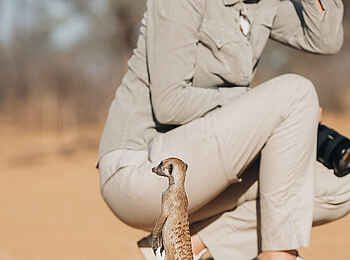 Otjimbondona Kalahari Lodge: Eine Begegnung mit Erdmännchen