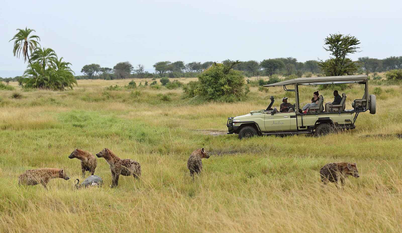 The Retreats at Sayari Camp: Hyänen The Retreats at Sayari Camp: Hyänen