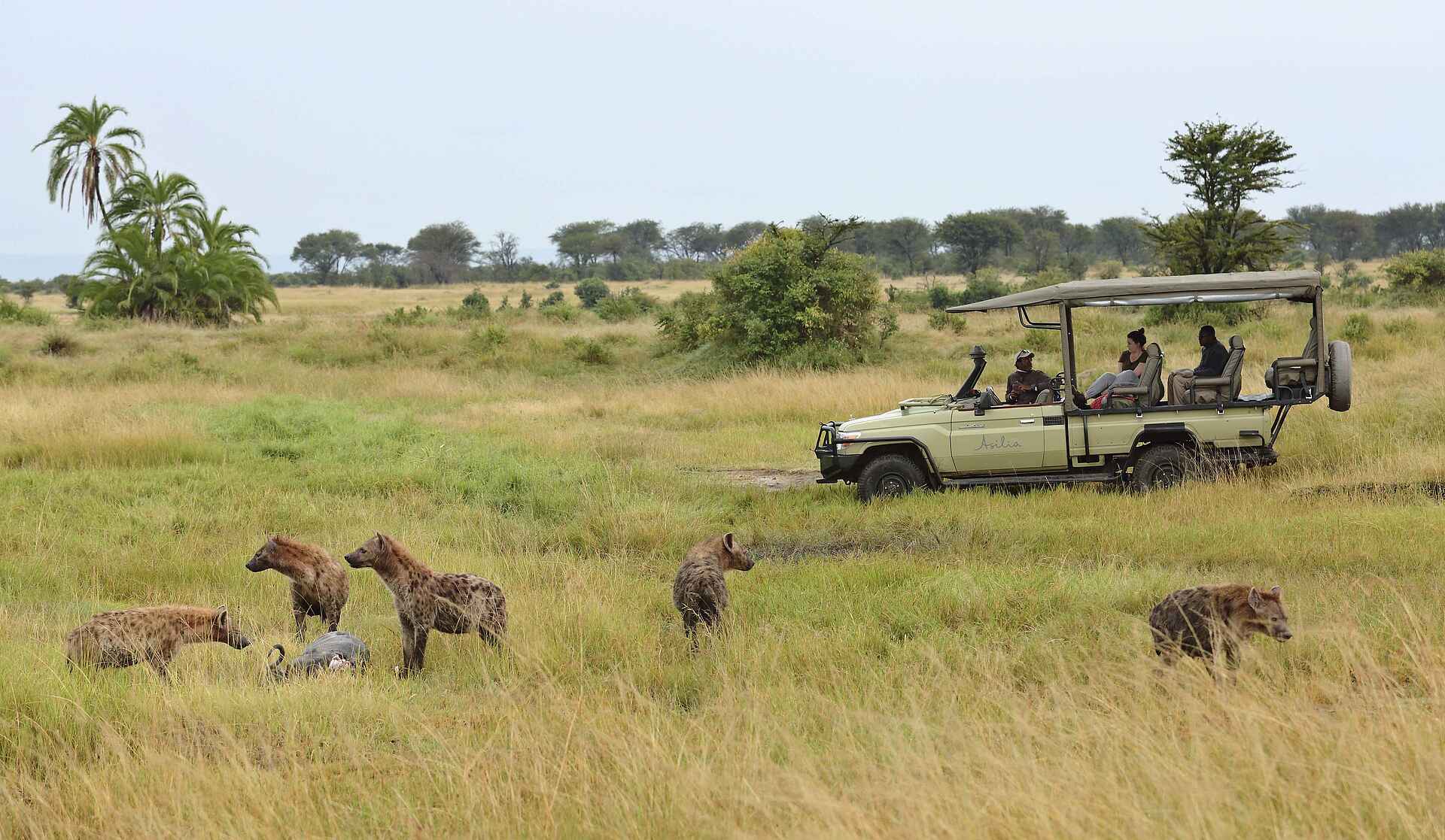 The Retreats at Sayari Camp: Hyänen