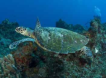 Rocktail Beach Camp: Karettschildkröte