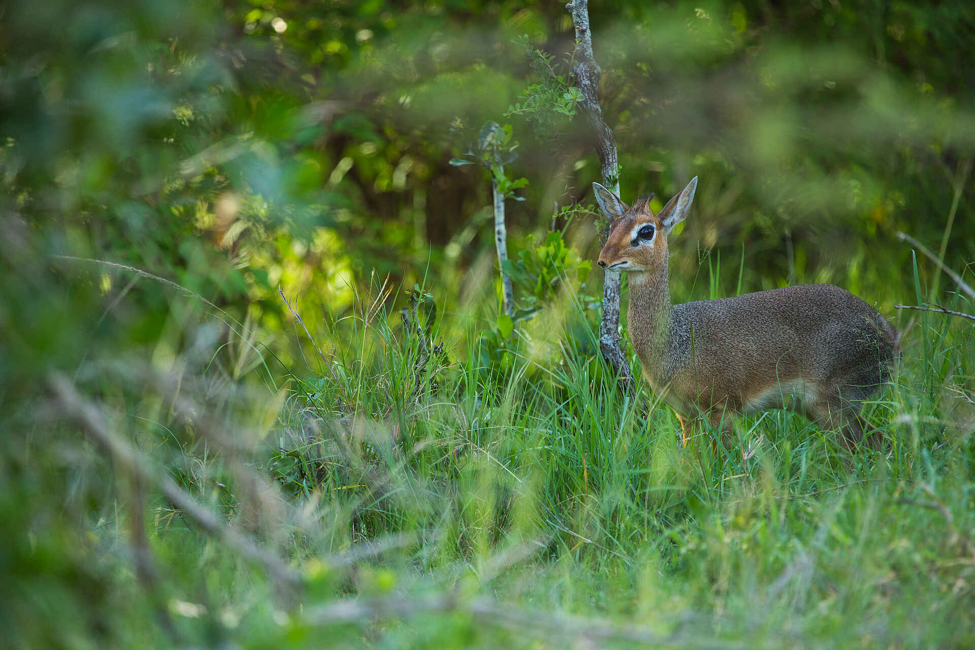 The Sambuk Suite at Mara Nyika Camp: Ein Dikdik