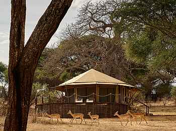 Sanctuary Swala: Antilopen im Lager