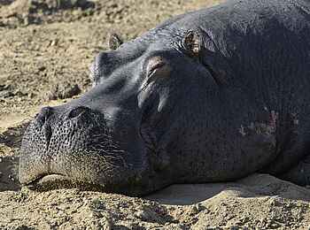 Saseka Tented Camp: Ein Nilpferd Saseka Tented Camp: Ein Nilpferd