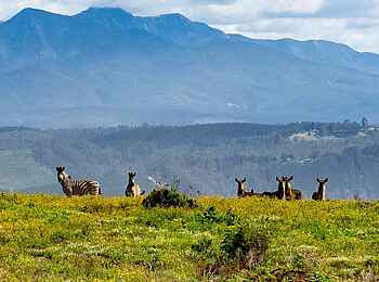 Simbavati Fynbos on Sea Lodge: Auf Pirschfahrt Simbavati Fynbos on Sea Lodge: Auf Pirschfahrt