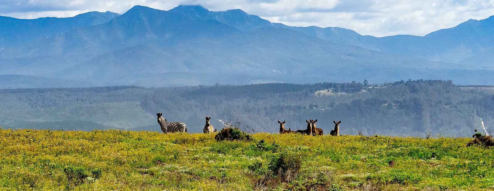 Simbavati Fynbos on Sea Lodge: Auf Pirschfahrt Simbavati Fynbos on Sea Lodge: Auf Pirschfahrt