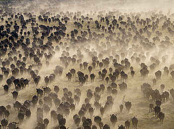 Wilderness Mokete Camp: Büffelherde