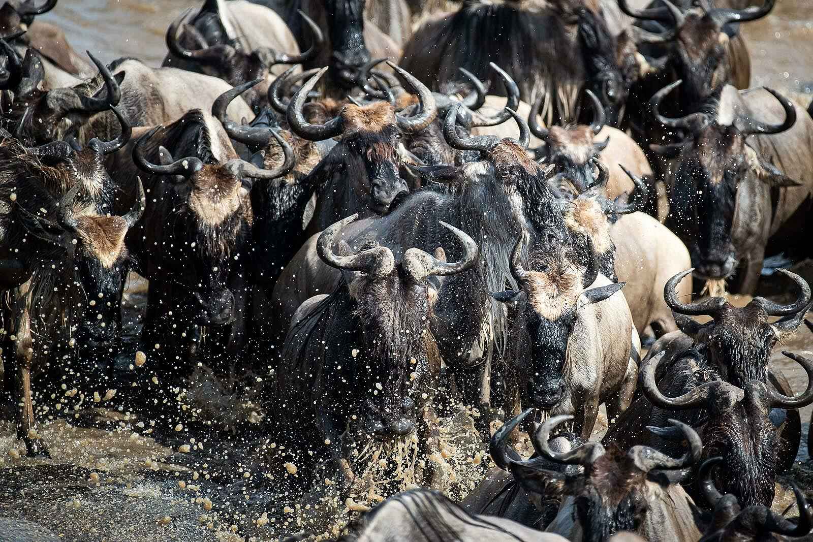 Wilderness Usawa Serengeti: Eine Gnu Herde im Fluss Wilderness Usawa Serengeti: Eine Gnu Herde im Fluss