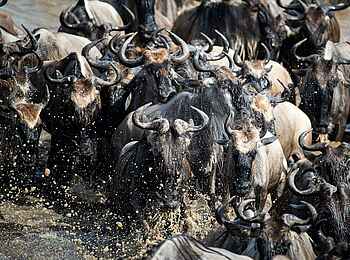 Wilderness Usawa Serengeti: Eine Gnu Herde im Fluss Wilderness Usawa Serengeti: Eine Gnu Herde im Fluss