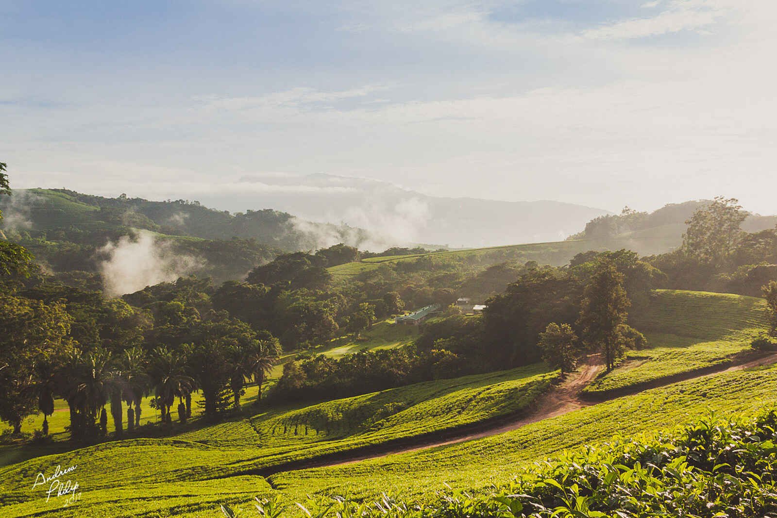 Aberfoyle Lodge: Tee-Plantagen Aberfoyle Lodge: Tee-Plantagen
