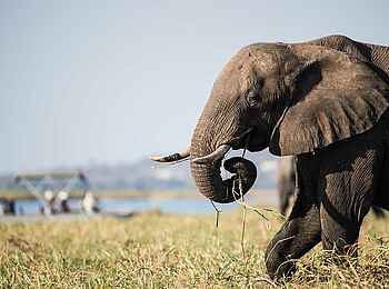 Camp Kuzuma: Elefantenbulle Camp Kuzuma: Elefantenbulle