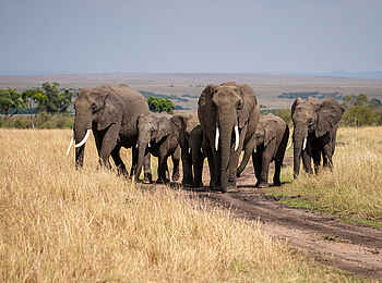 Entim Masai Mara: Elefantenherde