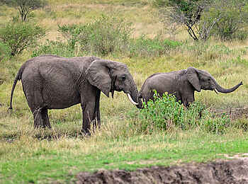 Entim Masai Mara: Junge Elefanten