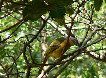 Frog and Fern Cottages: Grey-headed Bushshrike auf einem Ast Frog and Fern Cottages: Grey-headed Bushshrike auf einem Ast