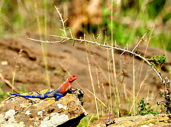 Naboisho Camp: Felsenagame