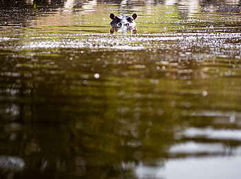 Sanctuary Olonana: Flußpferd Sanctuary Olonana: Flußpferd